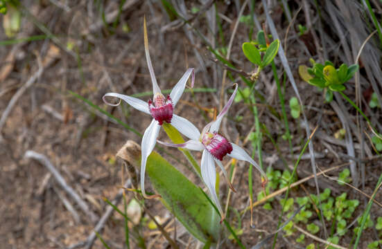 Image of Exotic spider orchid