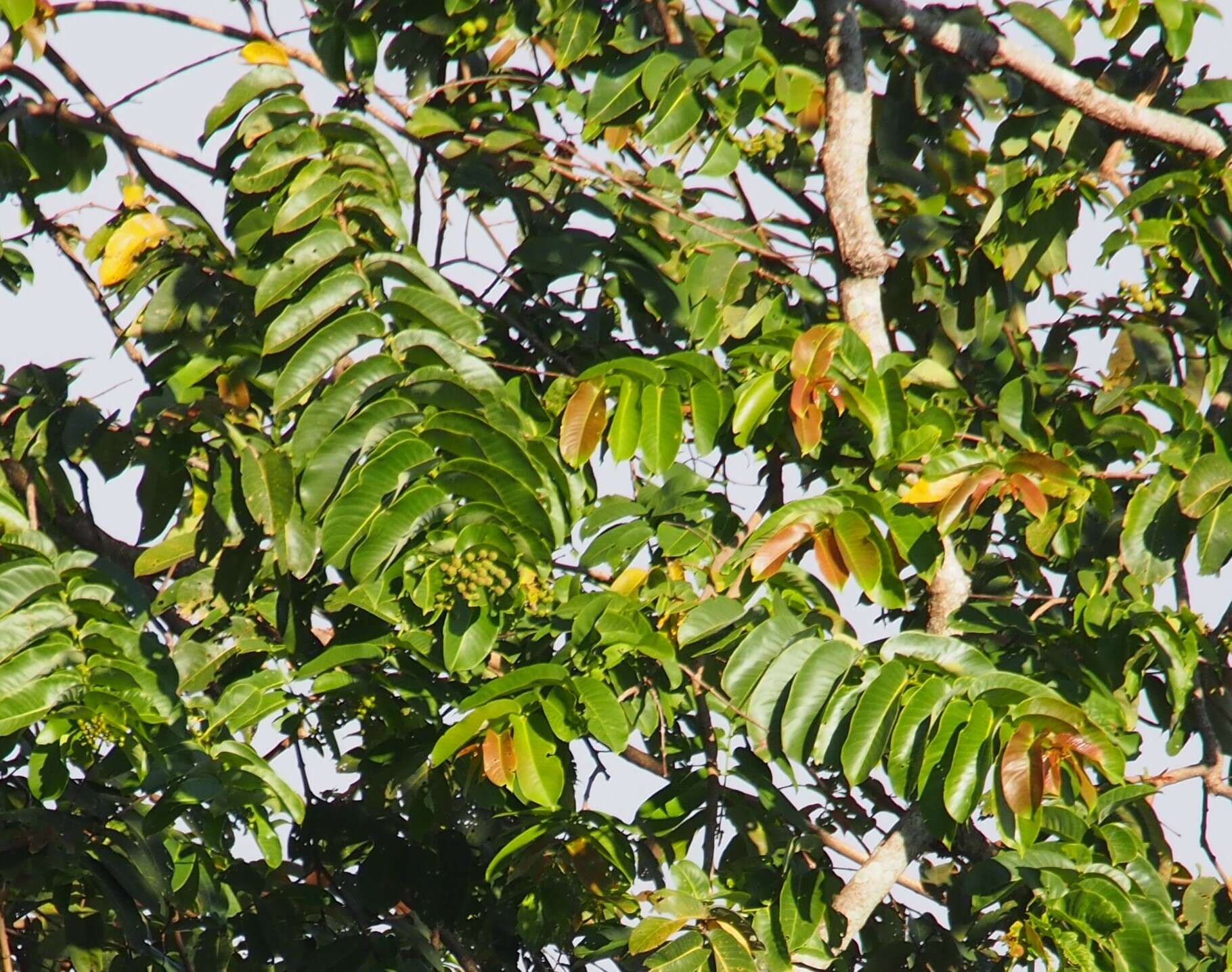 Duabanga grandiflora (Roxb. ex DC.) Walp. resmi