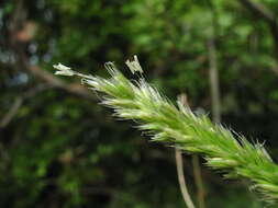 Plancia ëd Sesleria alba Sm.