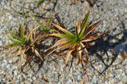 Слика од Cyperus pedunculatus (R. Br.) J. Kern