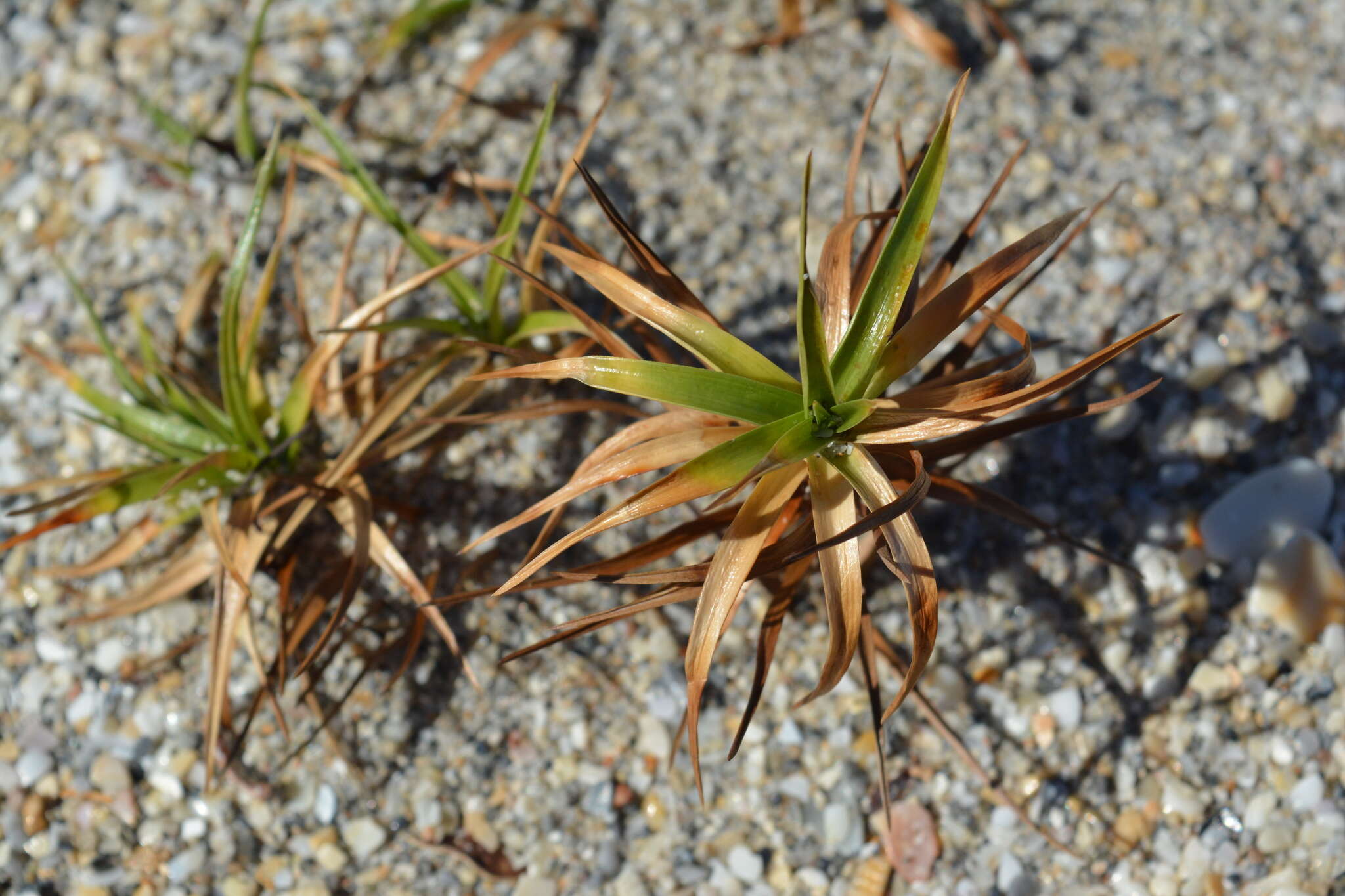 Cyperus pedunculatus (R. Br.) J. Kern的圖片