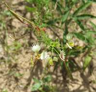 Image of large clammyweed