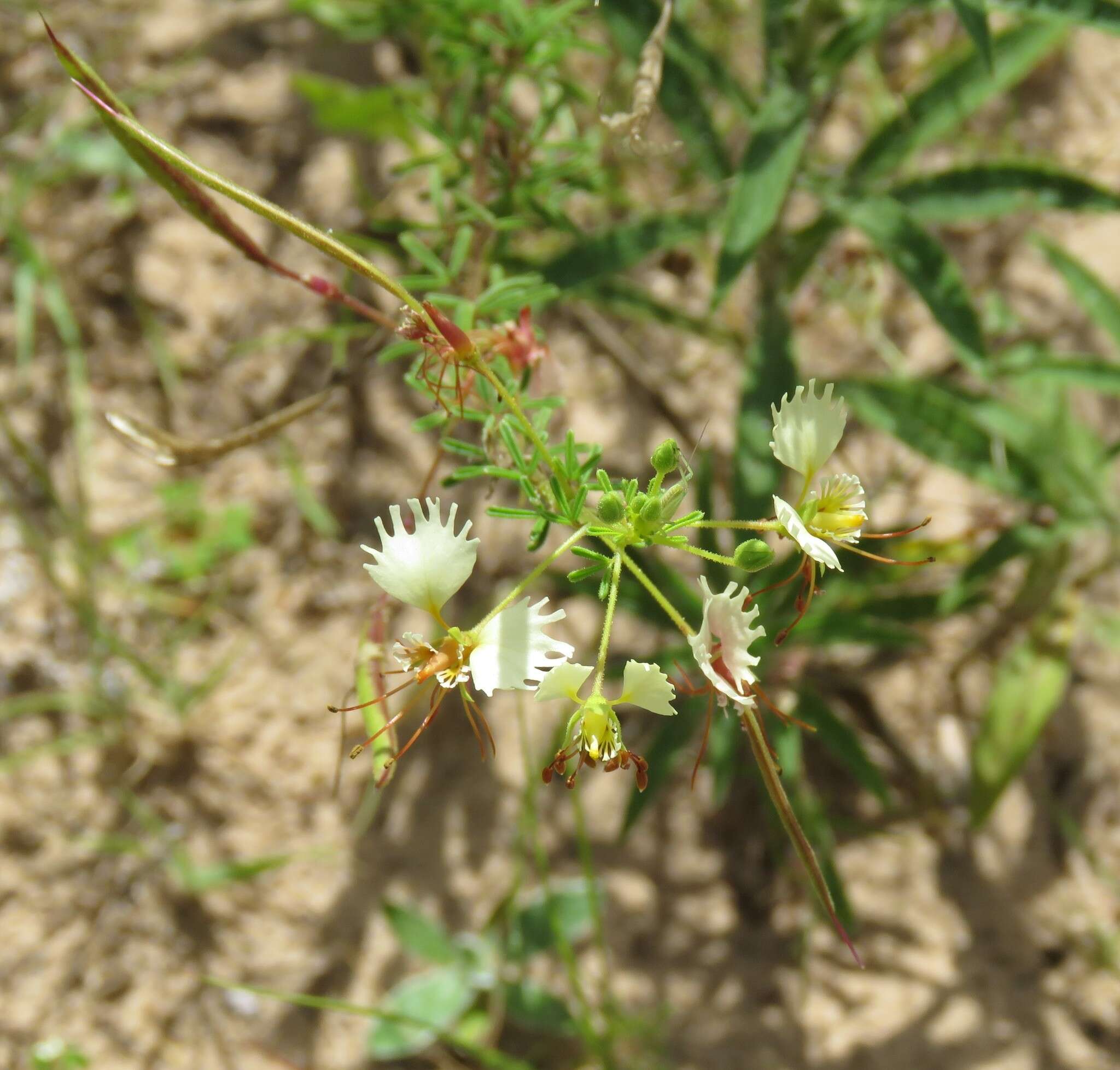 Image of large clammyweed