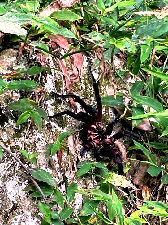 Image of Columbian lesserblack tarantula