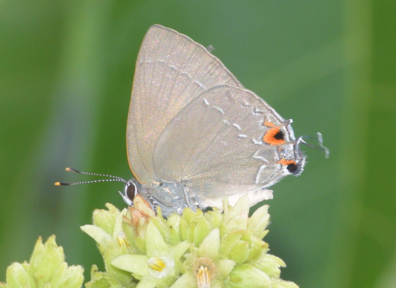 Image of Gargina thoria