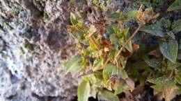 Image of Calceolaria stellariifolia Phil.