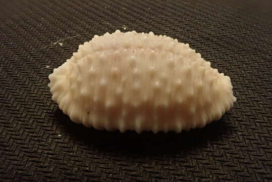 Image of granulated cowry