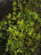 Image of rigid didymodon moss