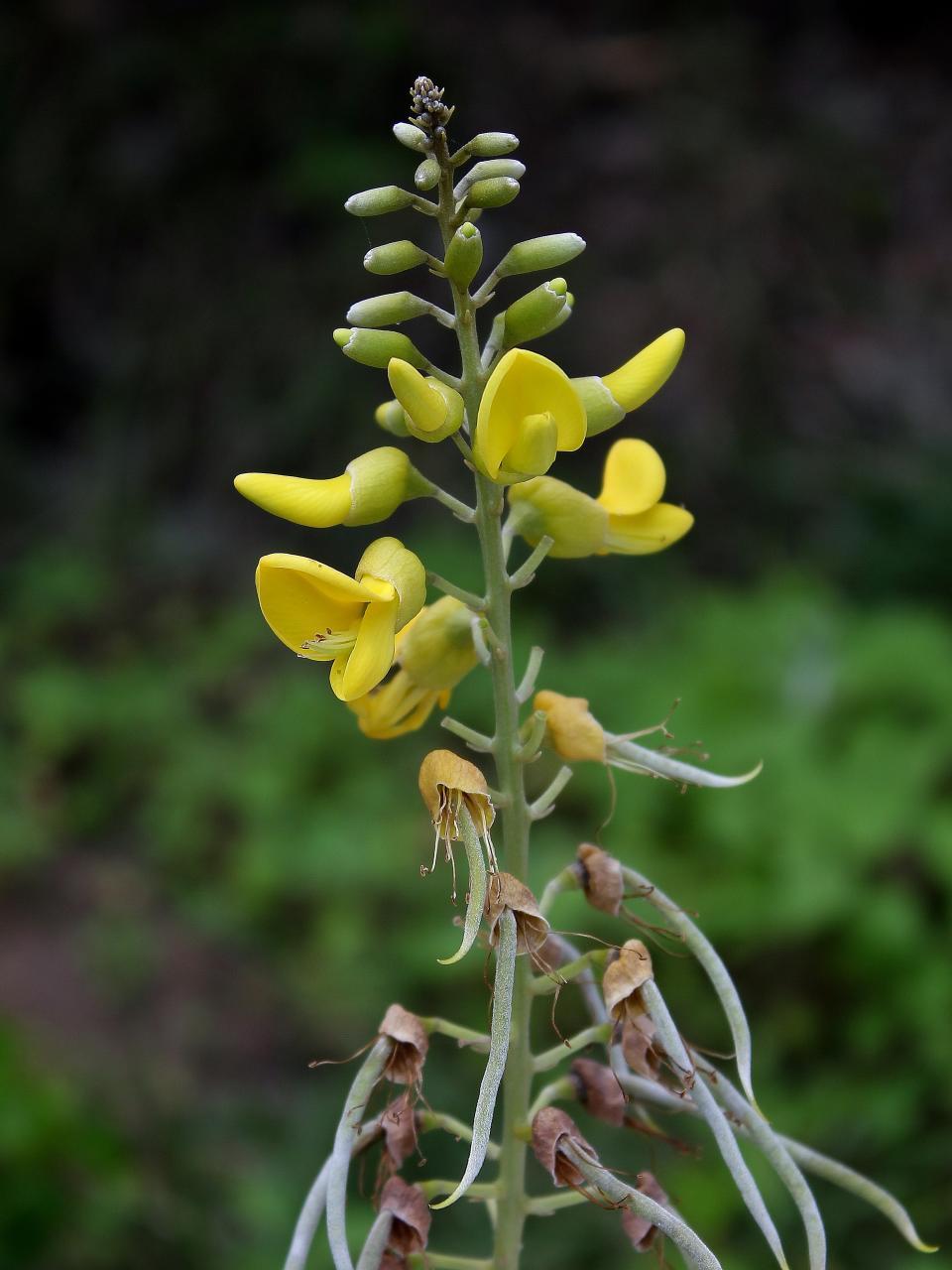 Image of yellow necklacepod