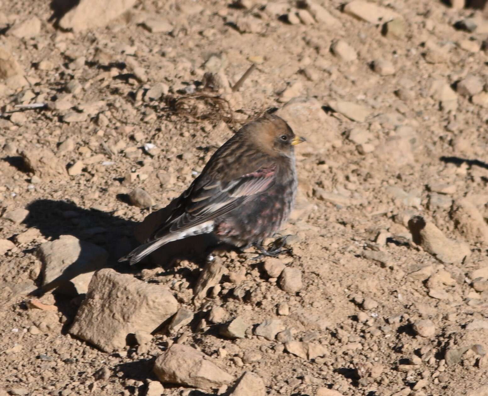 Leucosticte arctoa brunneonucha (Brandt & JF 1842)的圖片