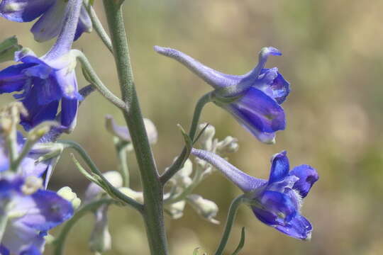 Image of Geyer's larkspur