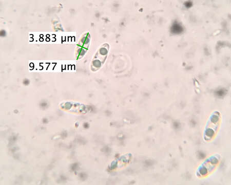 Image of Chlorencoelia torta (Schwein.) J. R. Dixon 1975