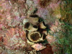 Image of Tubastraea diaphana (Dana 1846)