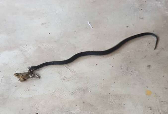 Image of Golden Spitting Cobra