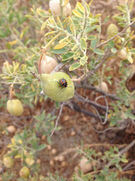 Image of Harlequin Bug