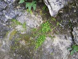 Image of Adiantum capillus-junonis Rupr.