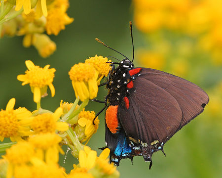 Image of Great Purple Hairstreak