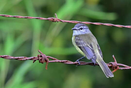 Image of Sooty-headed Tyrannulet