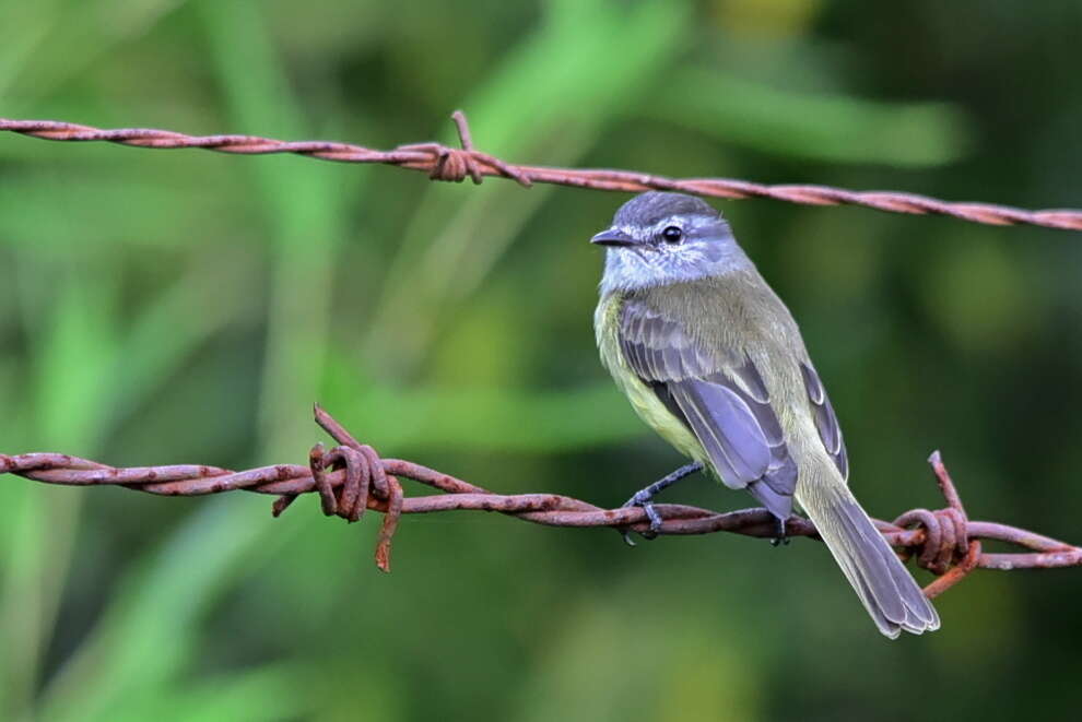 Image of Sooty-headed Tyrannulet