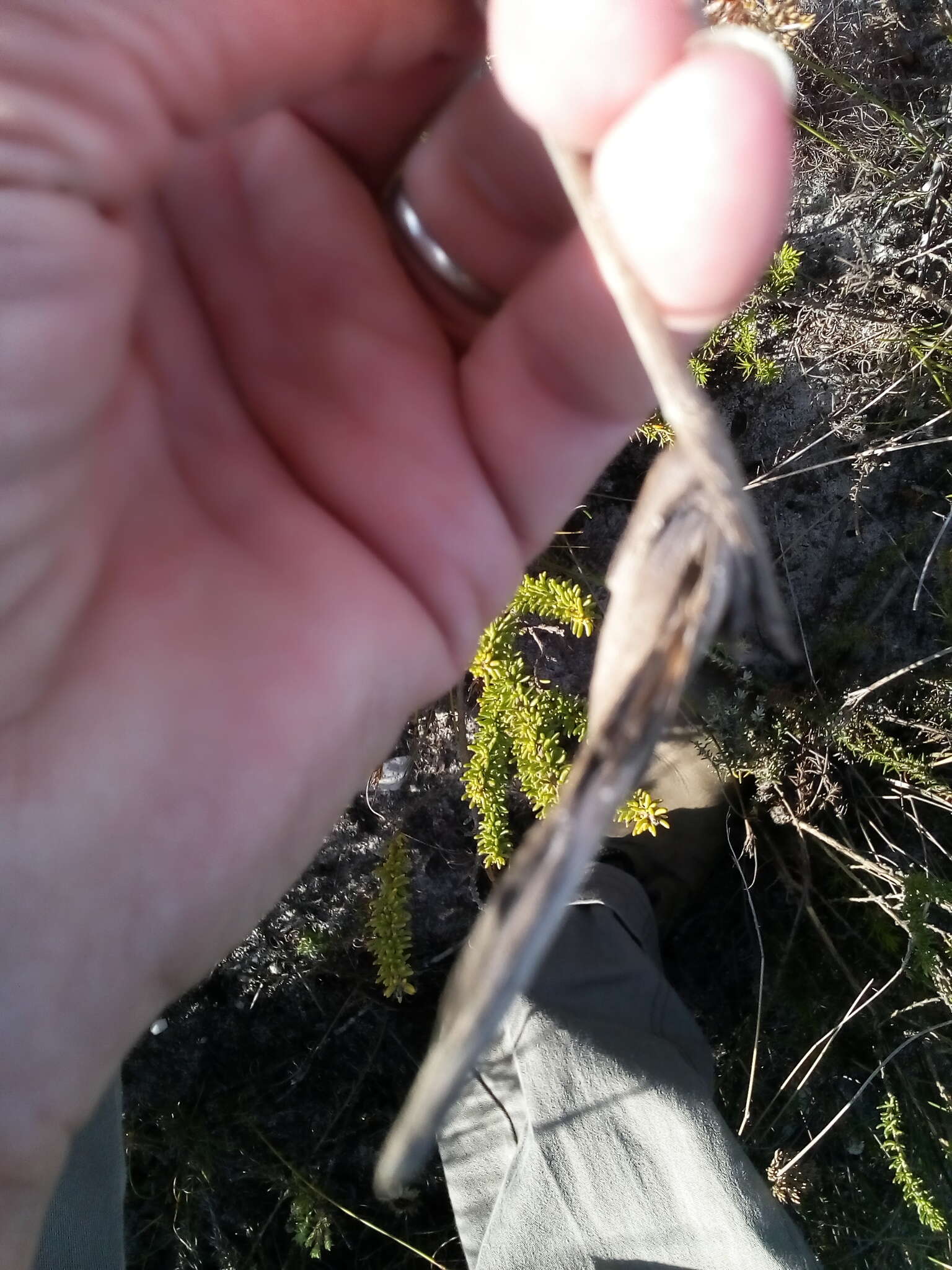 Image of Bobartia indica L.