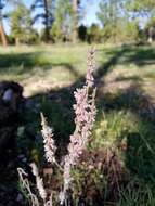 Image of redroot buckwheat