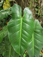 Image of Philodendron appendiculatum Nadruz & Mayo