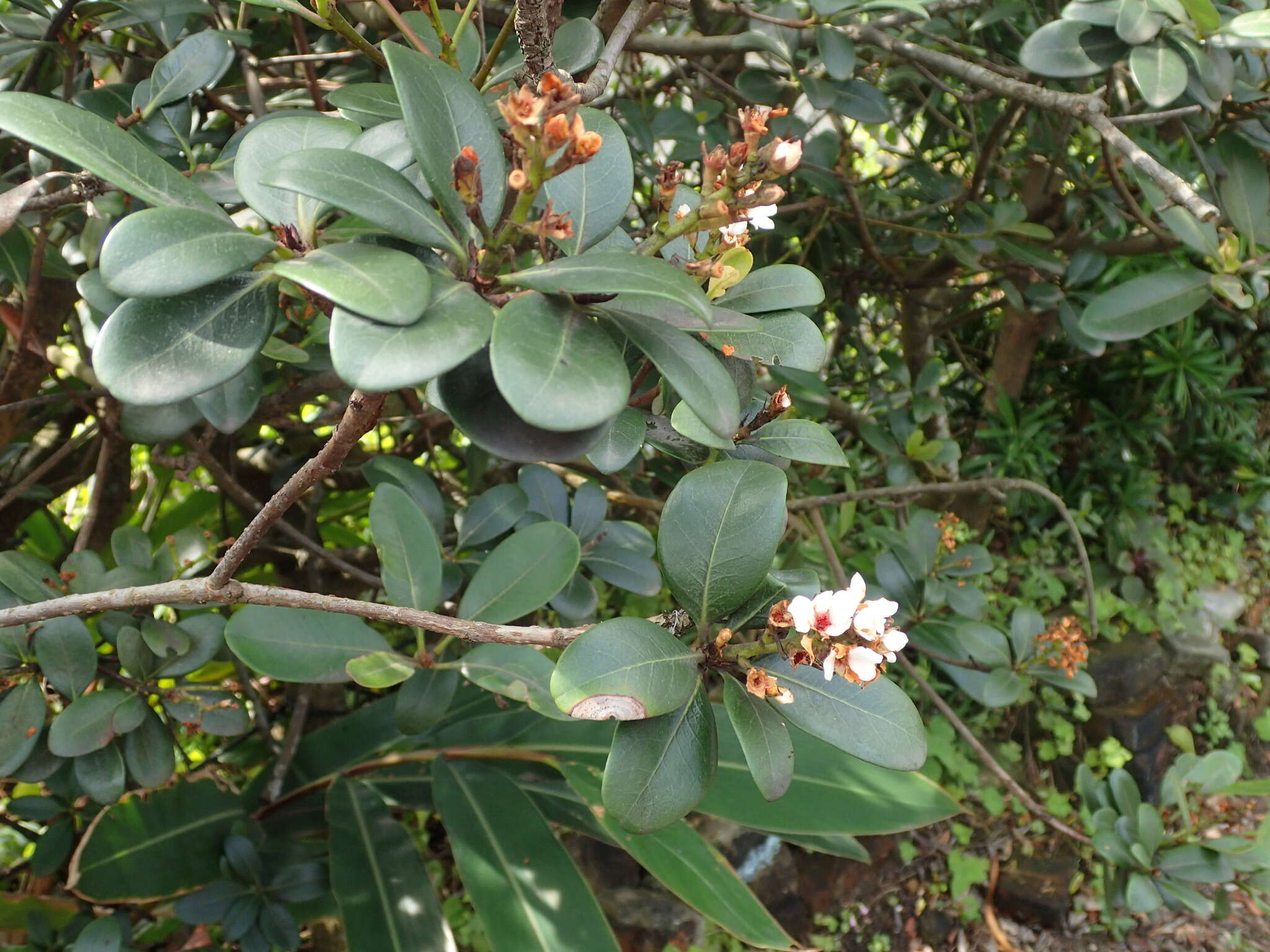 Sivun Rhaphiolepis indica var. umbellata (Thunb. ex Murray) H. Ohashi kuva