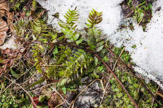 Image of log fern