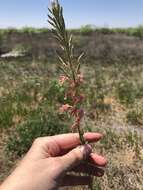 Слика од Oenothera cinerea (Wooton & Standl.) W. L. Wagner & Hoch