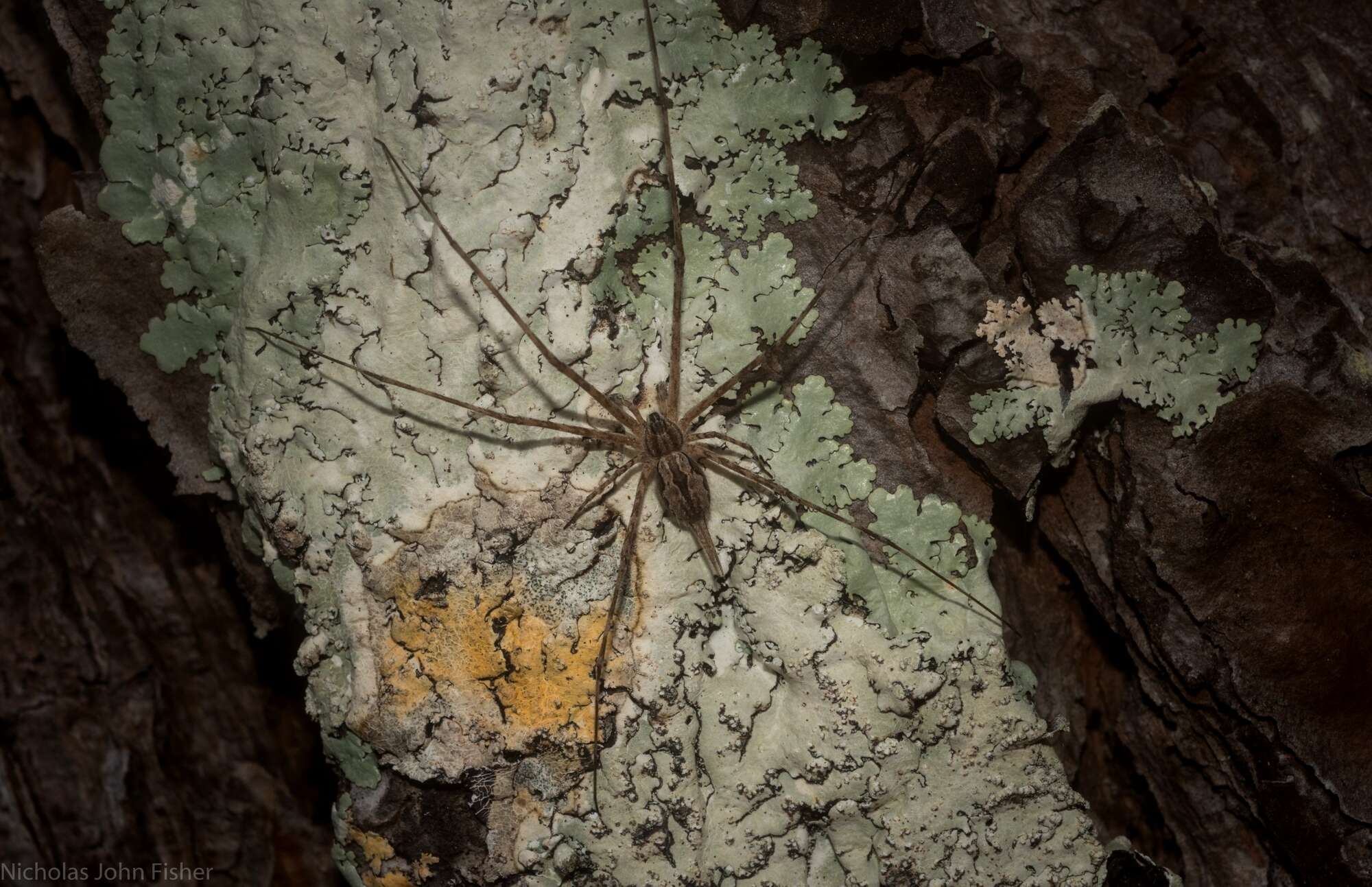 Image of Tamopsis fickerti (L. Koch 1876)