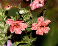 Eranthemum roseum (Vahl) R. Br. resmi