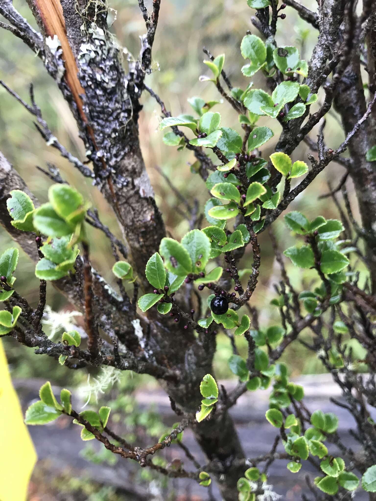 Image de Eurya crenatifolia (Yamamoto) Kobuski