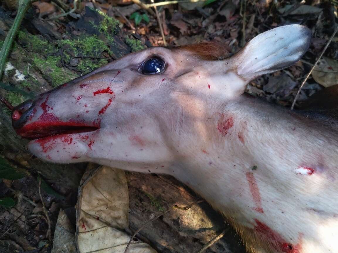 Image of Bay Duiker