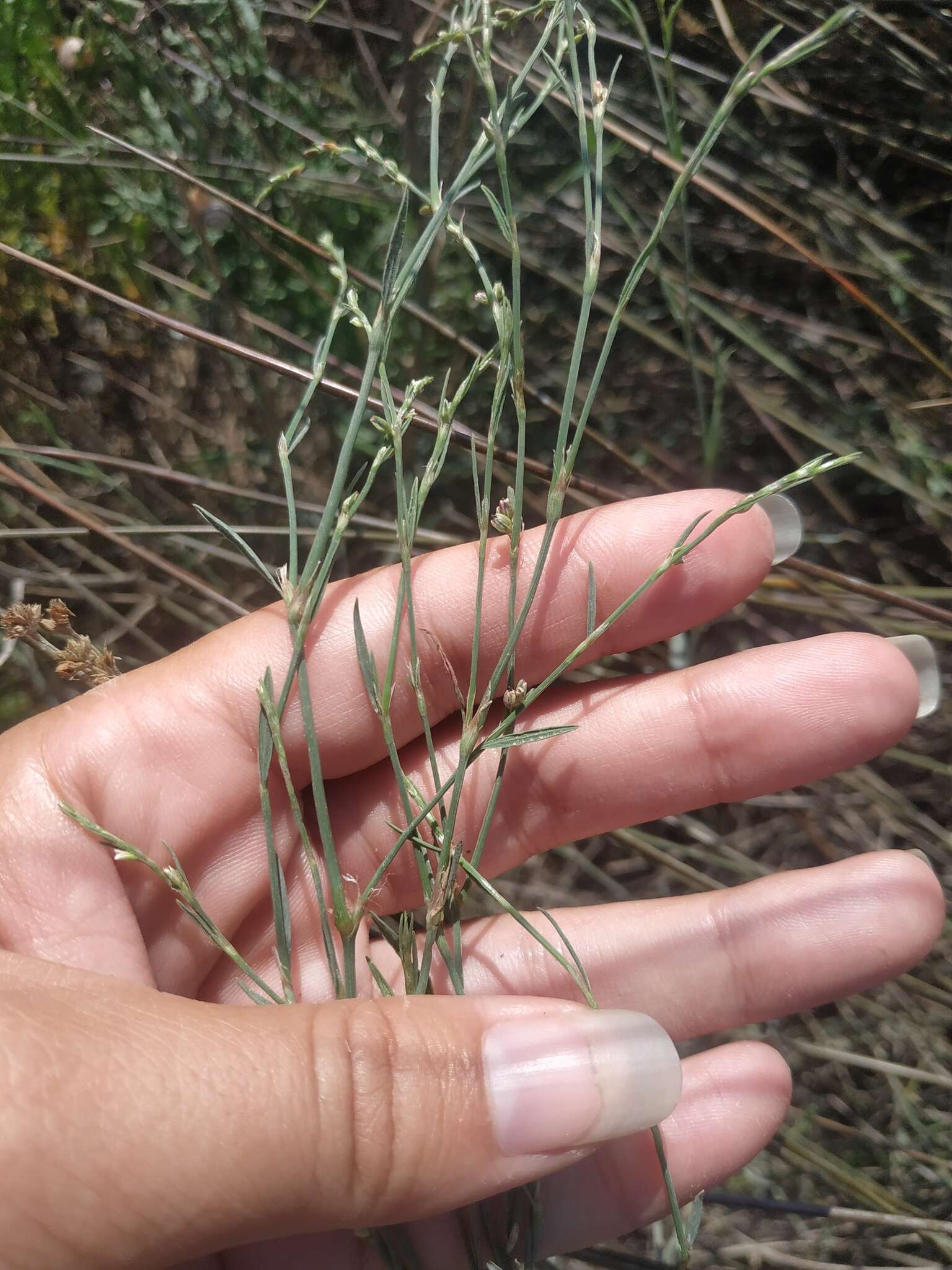 Image of Bellard's smartweed