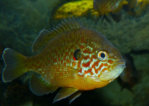 Image of Pumpkinseed