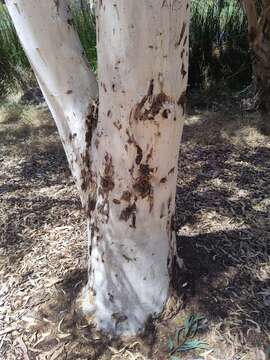 Image of Eucalyptus laeliae Podger & Chippendale