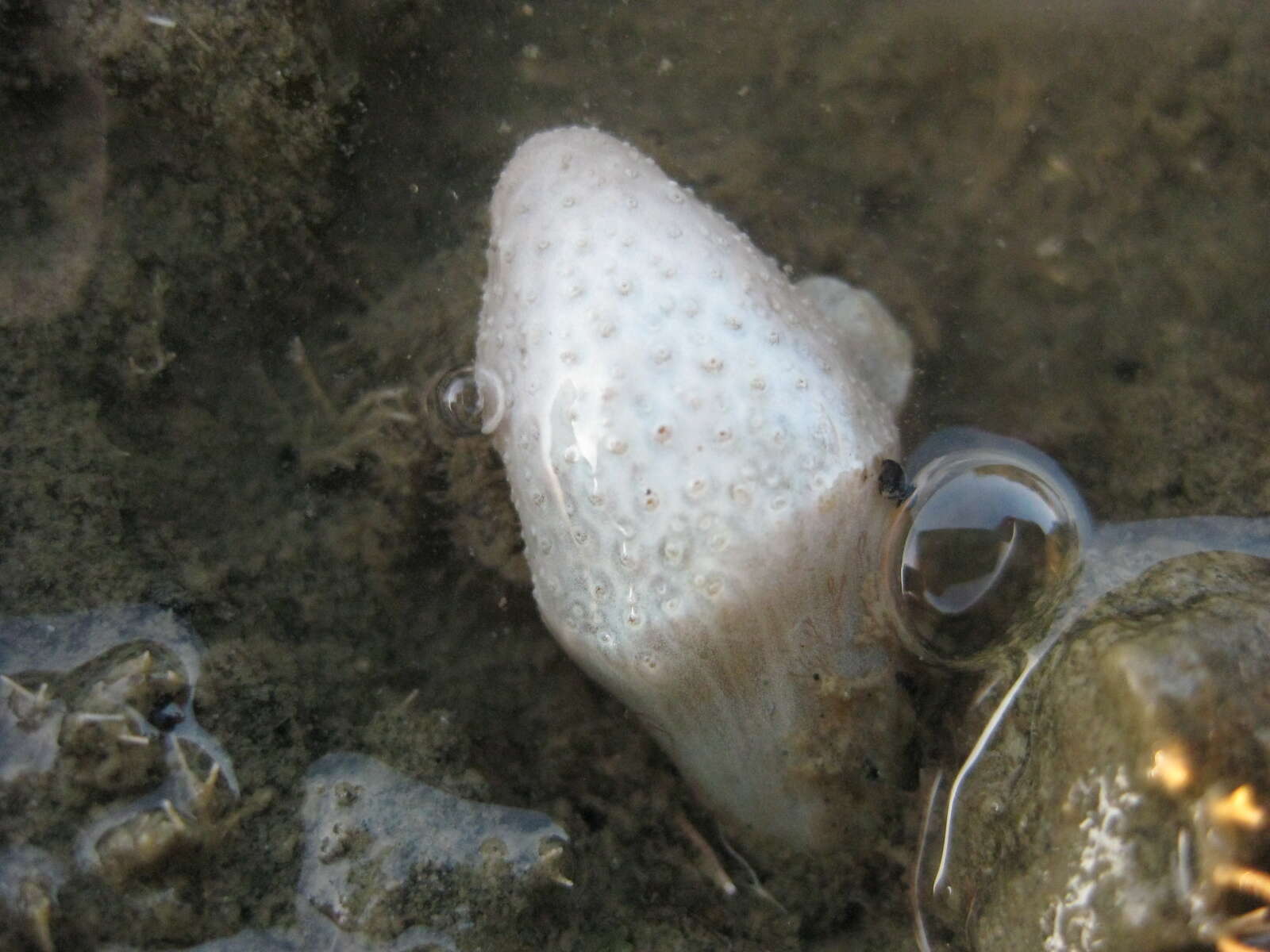 Image of Eudistoma elongatum (Herdman 1886)