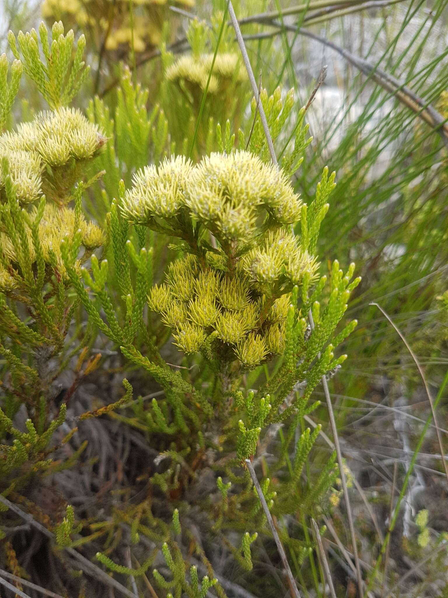 Image of Brunia paleacea Berg.