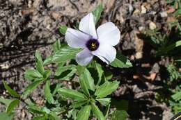 Image of Turnera grandiflora (Urban) M. M. Arbo