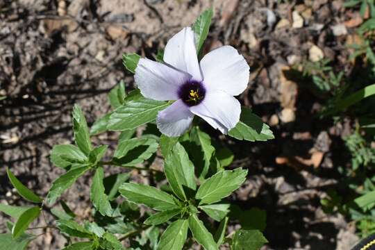 Turnera grandiflora (Urban) M. M. Arbo的圖片