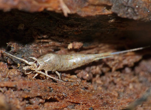 Image of <i>Dilta hibernica</i> (Carpenter 1907) Carpenter 1907