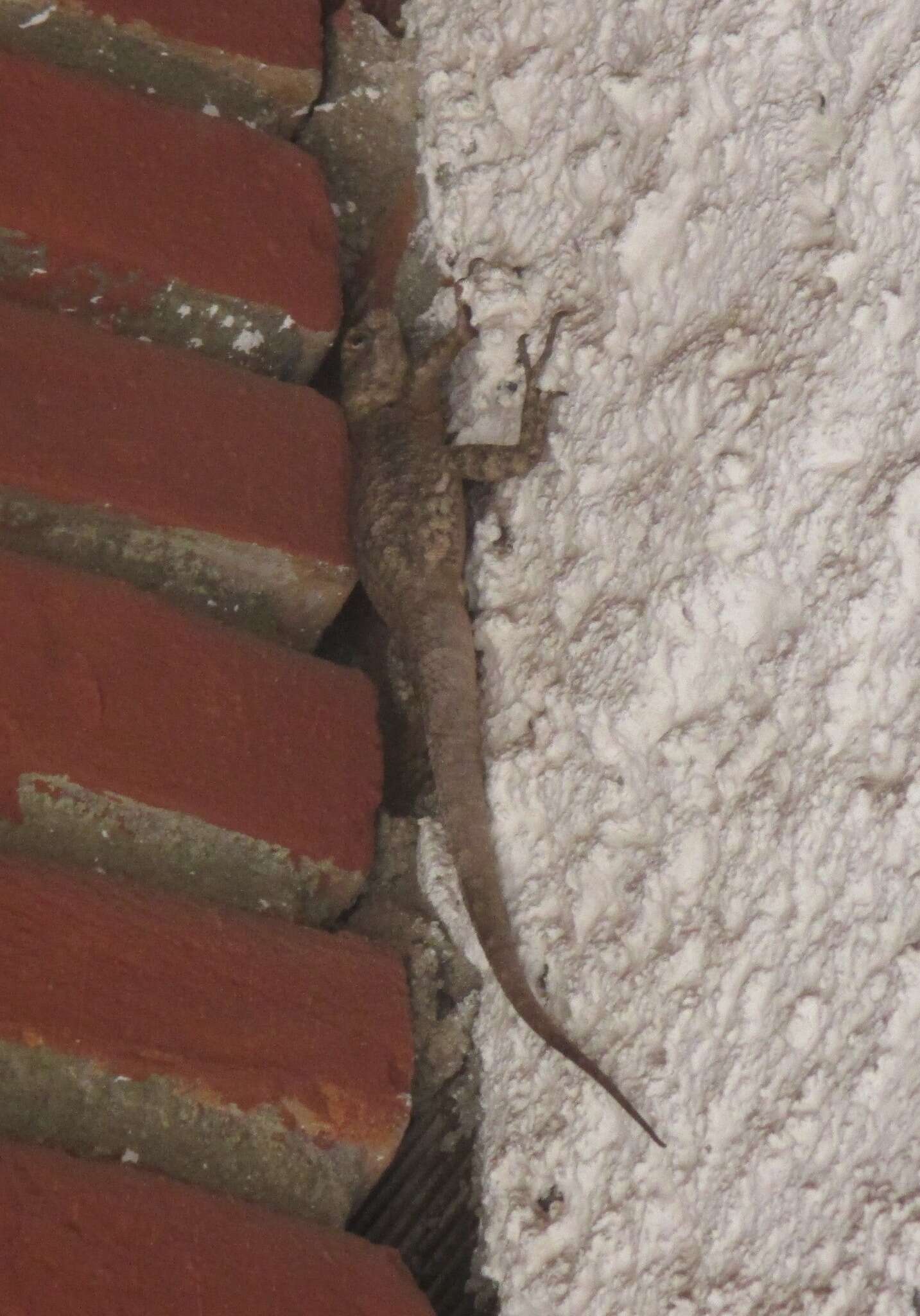 Image of Peters' Lava Lizard