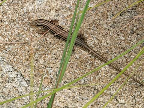 Imagem de Eutropis beddomei (Jerdon 1870)