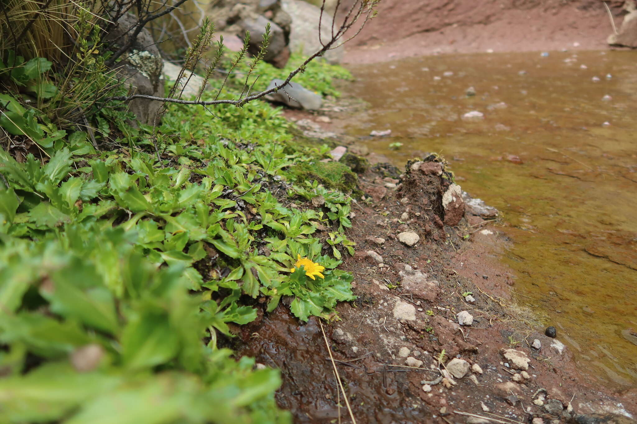 Image of Senecio breviscapus DC.