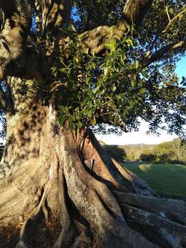 Sivun Ficus macrophylla subsp. macrophylla kuva