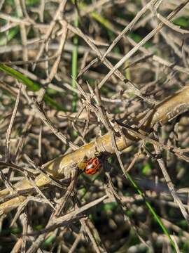 صورة <i>Gonioctena variabilis</i>