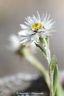 Plancia ëd Anaphalis nepalensis var. monocephala (DC.) Hand.-Mazz.