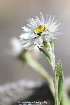 Image of Anaphalis nepalensis (Spreng.) Hand.-Mazz.