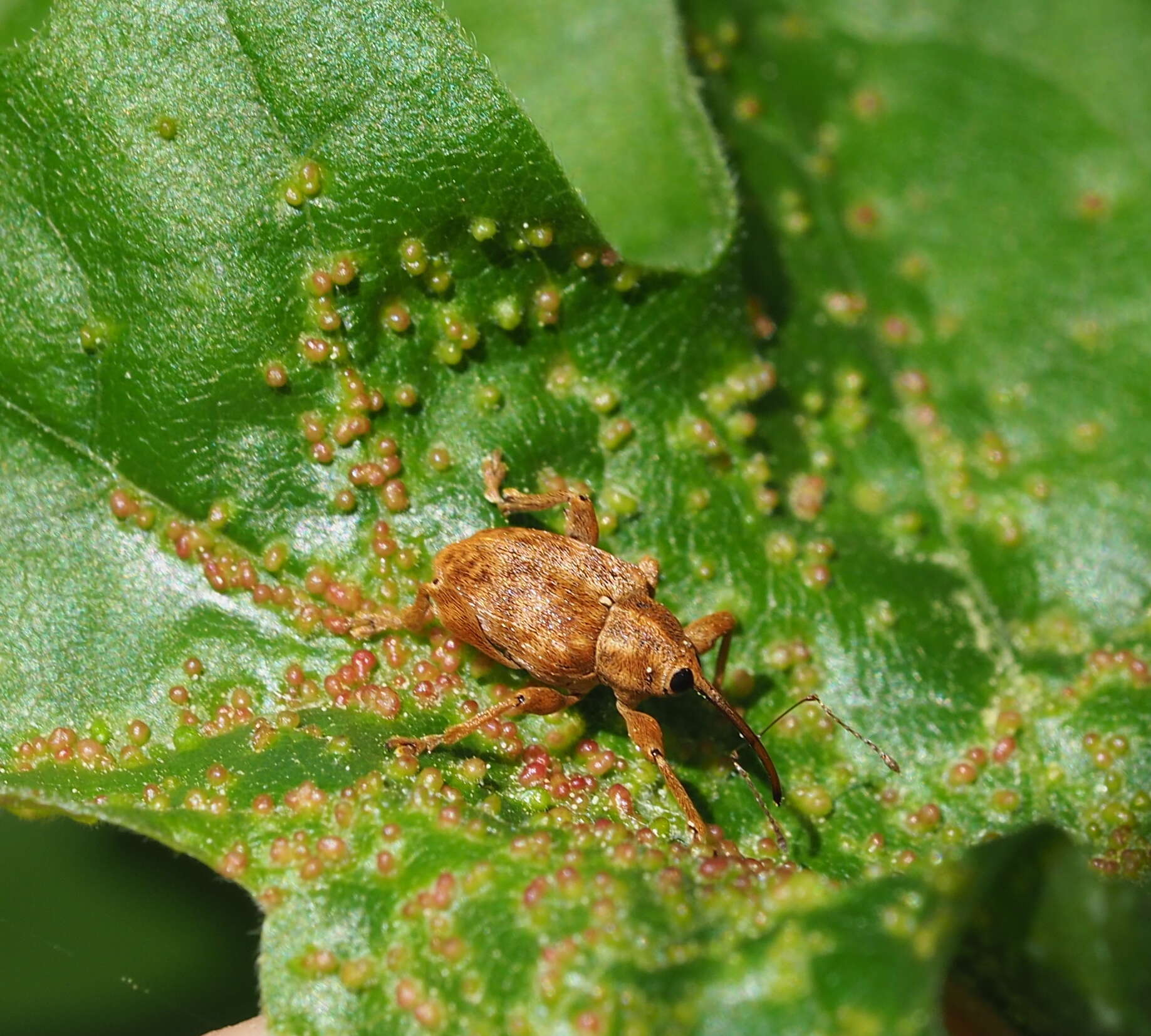 Imagem de Curculio pellitus (Boheman 1843)