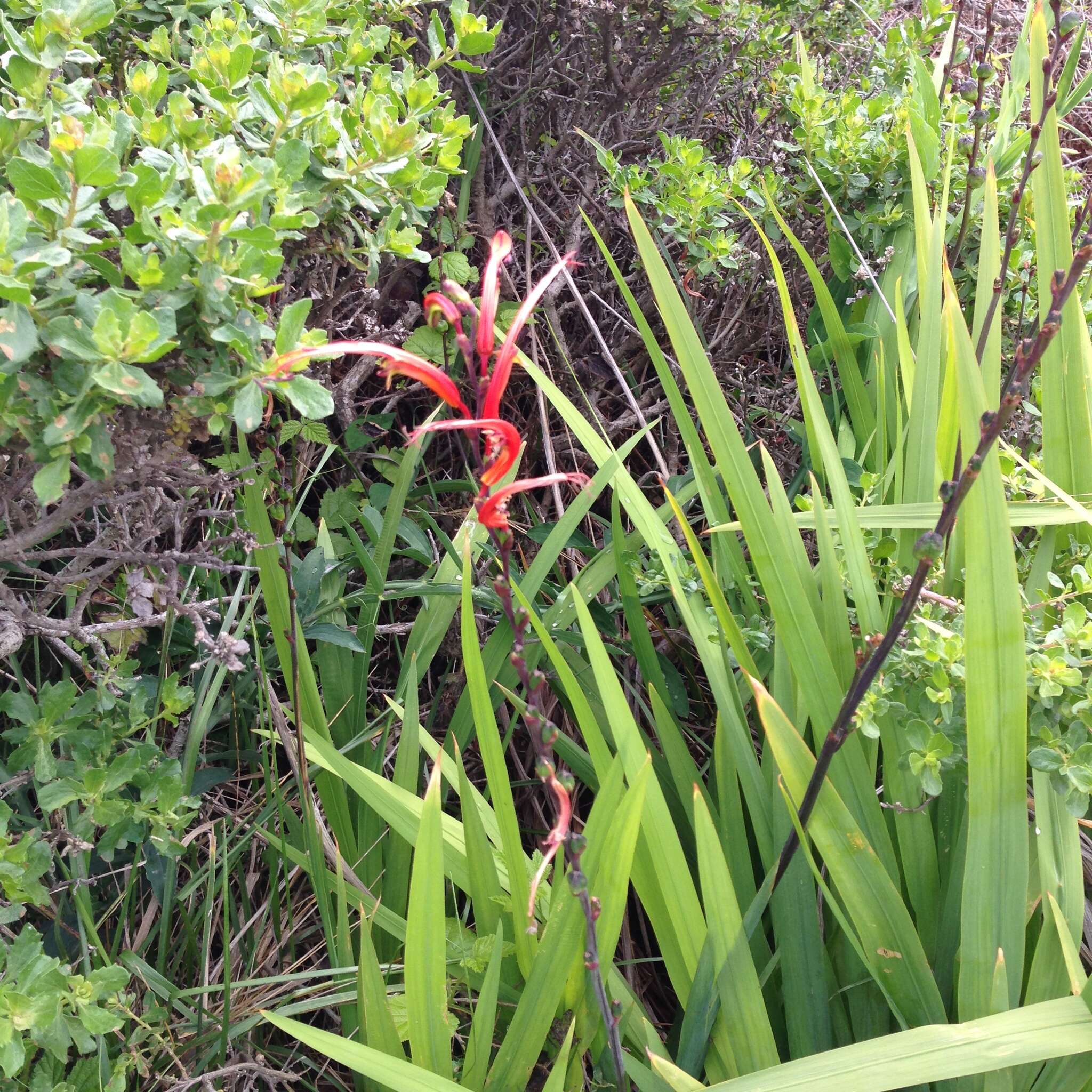 Image of Chasmanthe bicolor (Gasp.) N. E. Br.